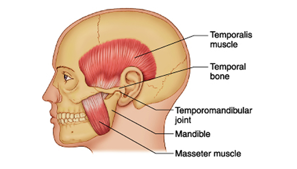 Temporomandibular-Joint